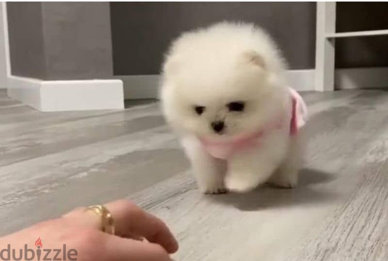 pomeranian boo toy face 1