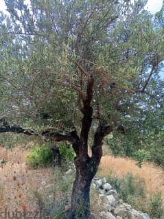 olive trees 0