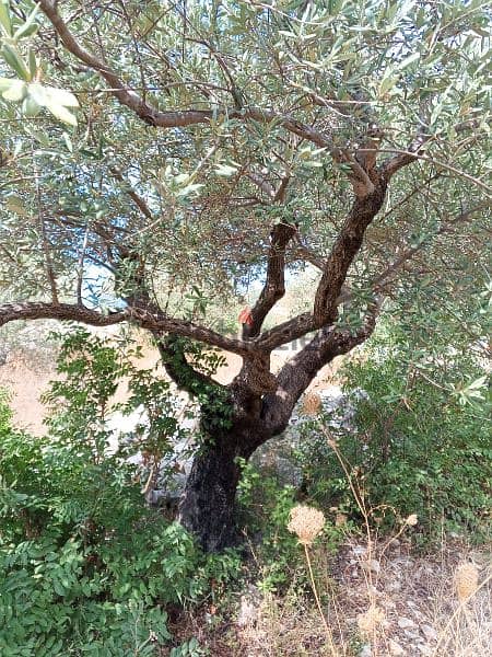 olive trees 1