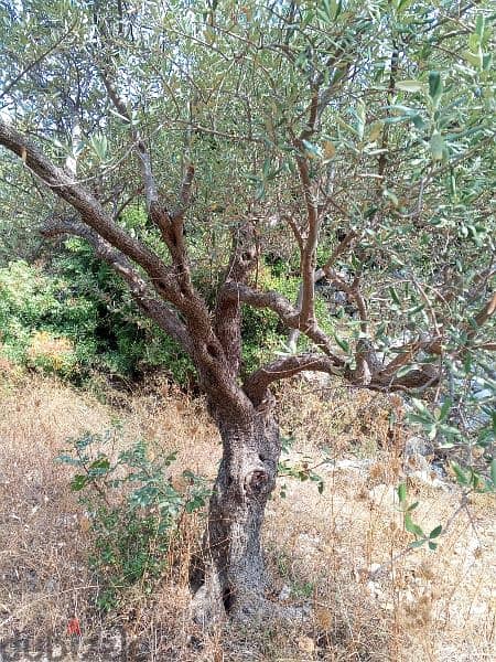 olive trees 2