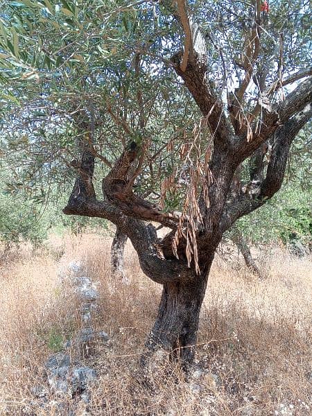 olive trees 3