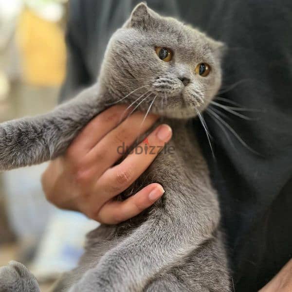 Scottish fold 0