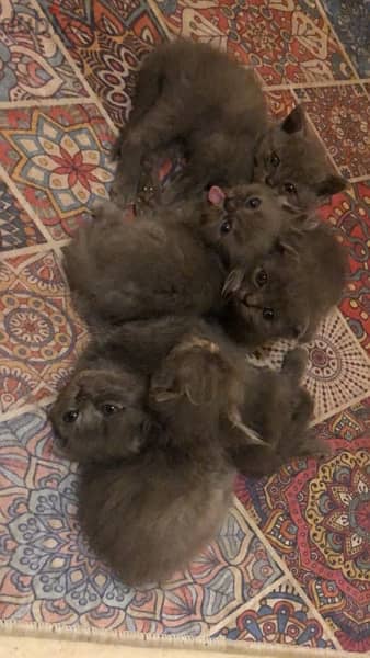 cats for sale 1