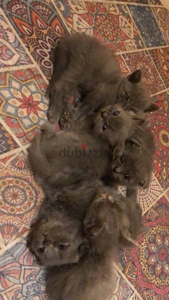 cats for sale 2