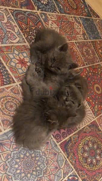 cats for sale 3