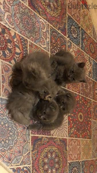 cats for sale 4