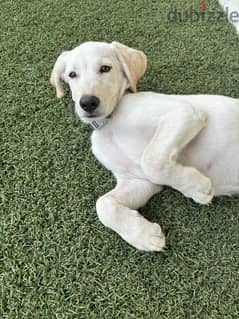 Golden retriever mix labrador for adoption