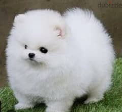 Pomeranian teacup