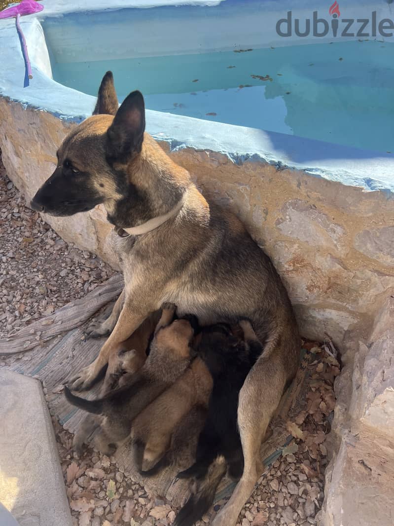 Pure malinois males and females for sale 8