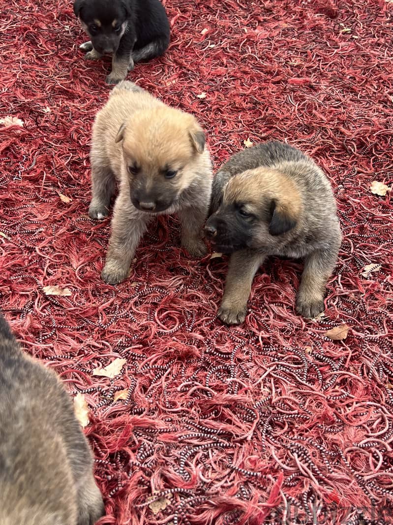 Pure malinois males and females for sale 9