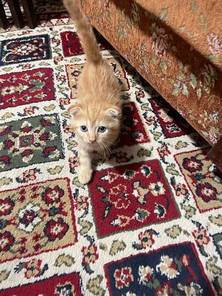 Female scottish fold 2 months 4