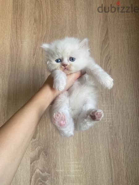 female&male persian kitten 150$ 0