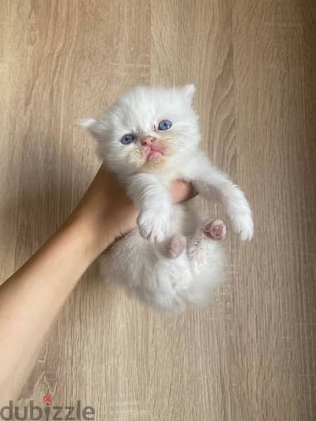 female&male persian kitten 150$ 1