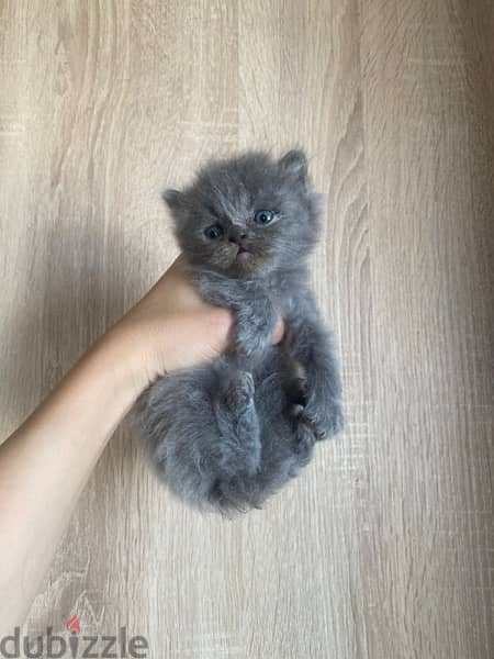 female&male persian kitten 150$ 2