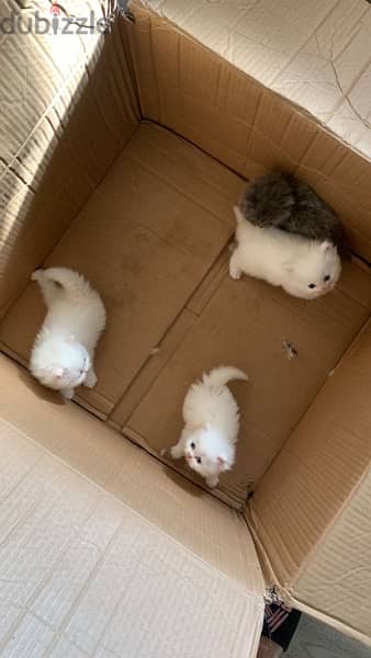 female&male persian kitten 150$ 3