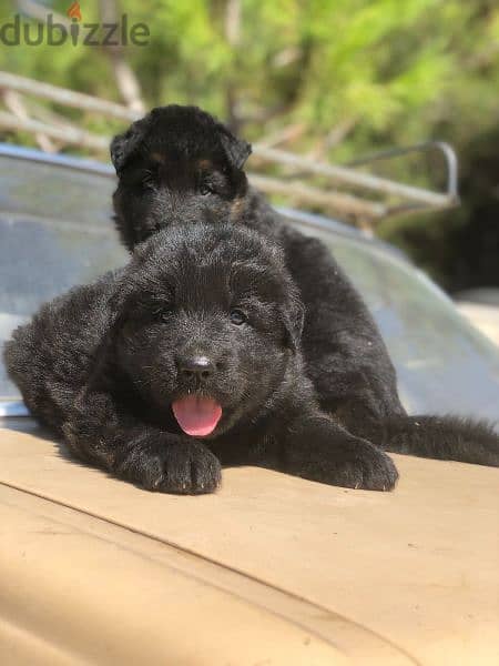 German long hair Male and female vaccinated puppies for sale 1