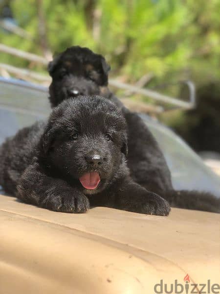 German long hair Male and female vaccinated puppies for sale 2