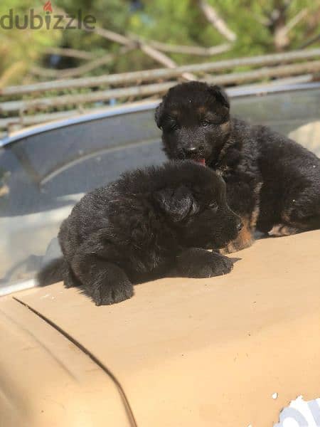 German long hair Male and female vaccinated puppies for sale 3