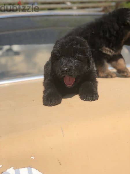 German long hair Male and female vaccinated puppies for sale 4