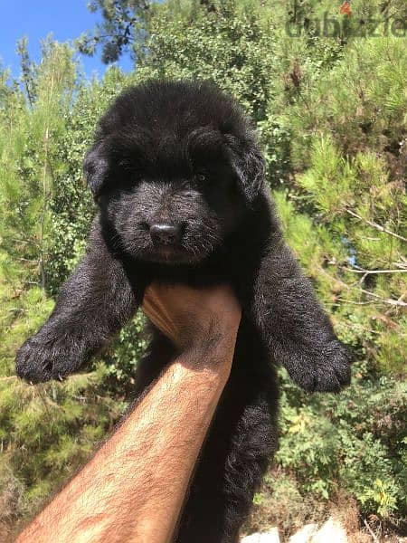 German long hair Male and female vaccinated puppies for sale 6