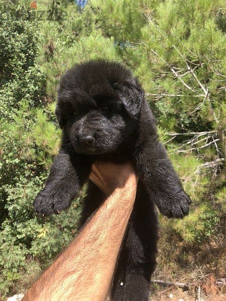 German long hair Male and female vaccinated puppies for sale 7