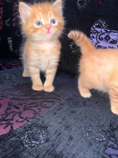 kittens