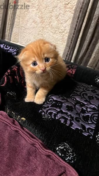 kittens for sale 1