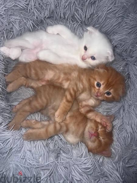 kittens for sale 3