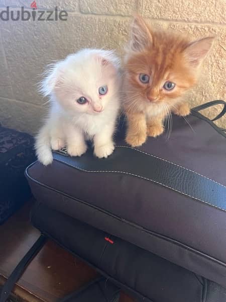 kittens for sale 7