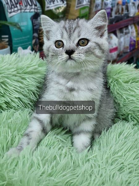 British Shorthair Silver Chinchilla kitten/ cat قطط 0