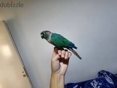 Friendly Tamed Blue turquoise conure Parrot ببغاء كونيور أزرق اليف 0