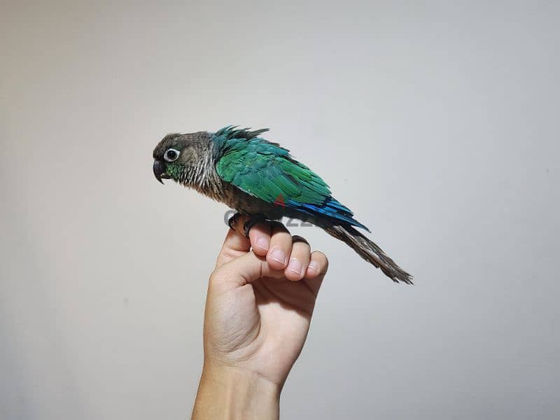 Friendly Tamed Blue turquoise conure Parrot ببغاء كونيور أزرق اليف 1