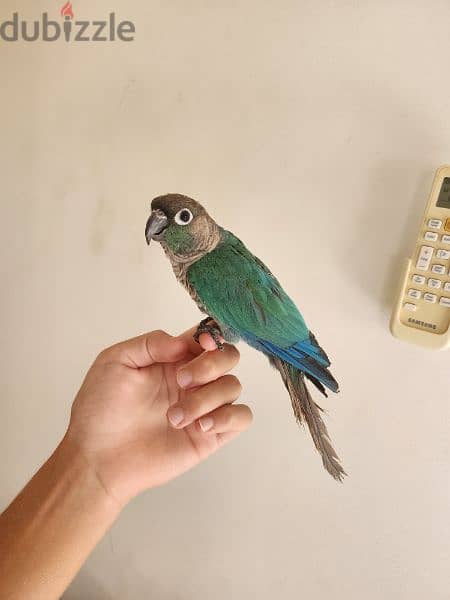 Friendly Tamed Blue turquoise conure Parrot ببغاء كونيور أزرق اليف 2