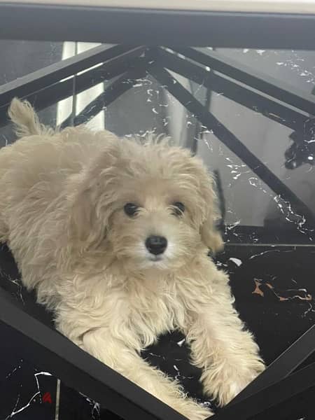 maltipoo small breed 3