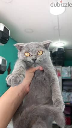 Scottish fold