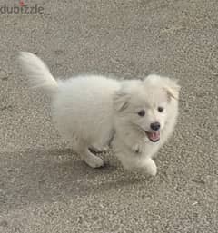 german spitz (loulou)