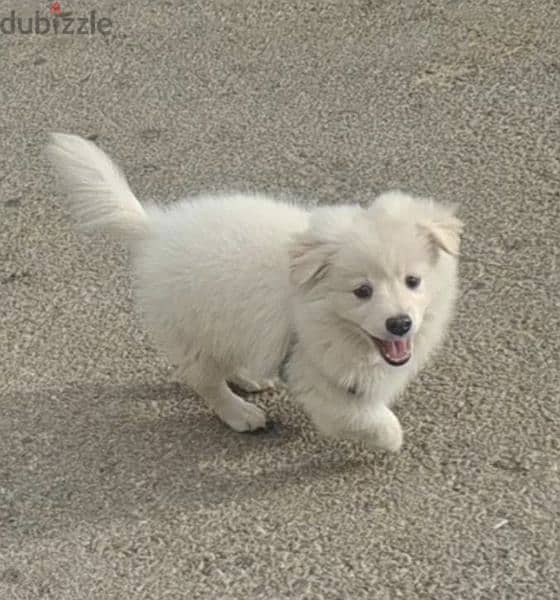 german spitz (loulou) 0