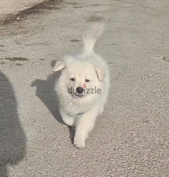 german spitz (loulou) 3