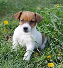 Jack Russell Puppies/dog/كلاب/delivery/Available 0