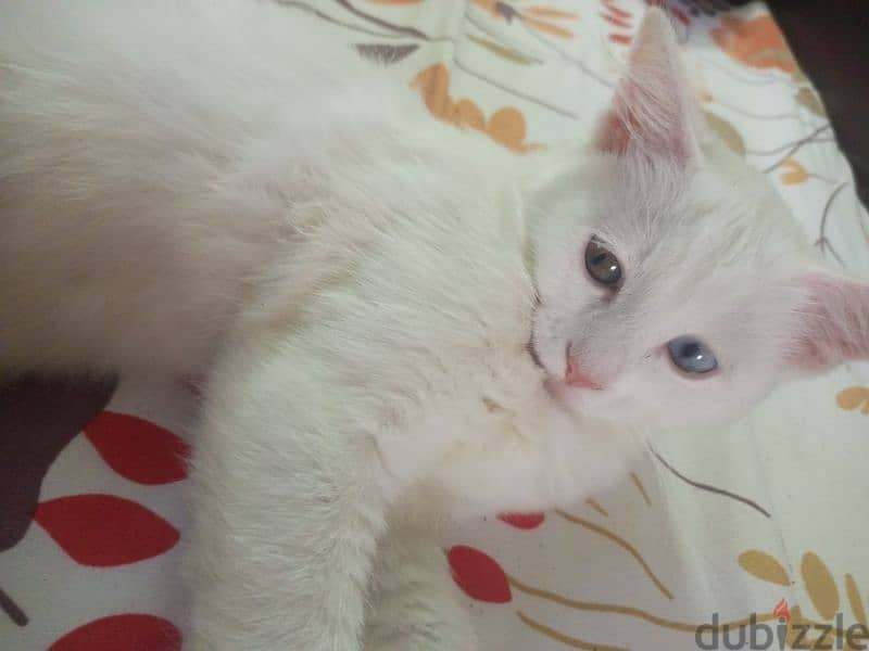 white cat 4