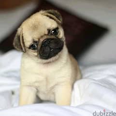 Pug Puppies/dog/كلاب/Imported/Available/Delivery 0