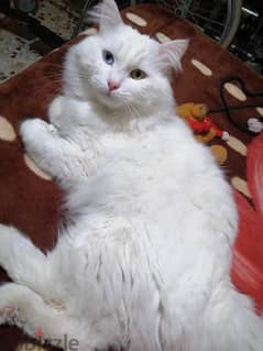 Male persian cat