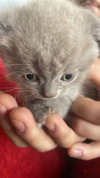 Scottish fold pure 0