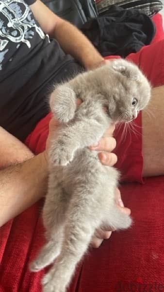 Scottish fold pure 2