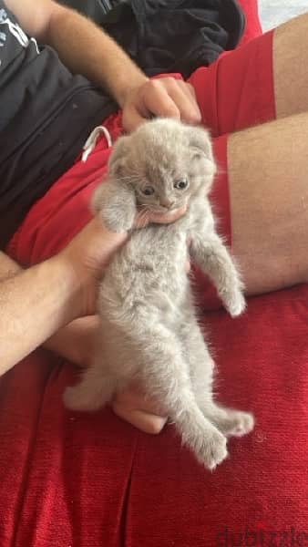 Scottish fold pure 3