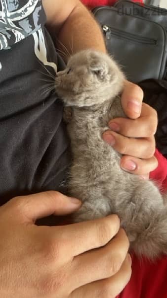 Scottish fold pure 5