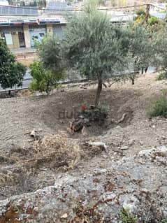 Olive tree زيتون شجرة 150 years