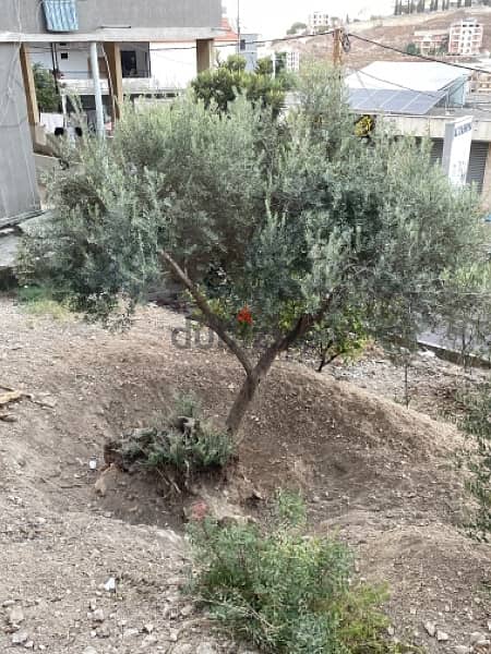 Olive tree زيتون شجرة 150 years 1