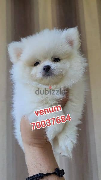 pomeranian  teacup toy face 6