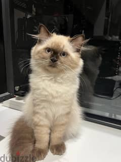 Himalayan beautiful kitten 0